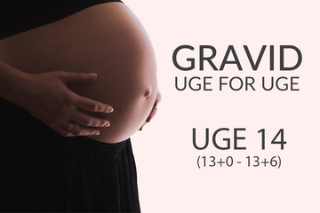 Gravid uge 14 (13+0 - 13+6)